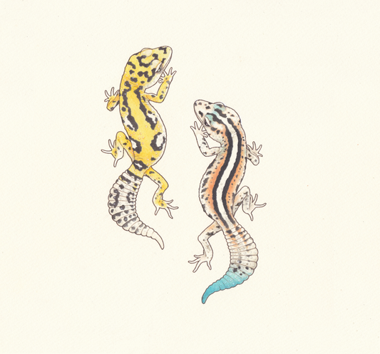 Leopard geckos by SHIMASATOMI