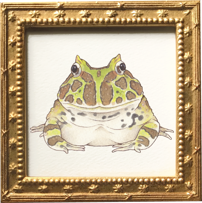 Horned frogs ベルツノガエル3点セット (額装付)