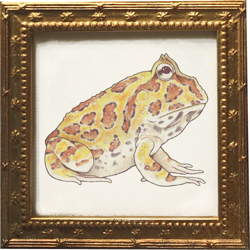 Horned frogs ベルツノガエル3点セット (額装付)
