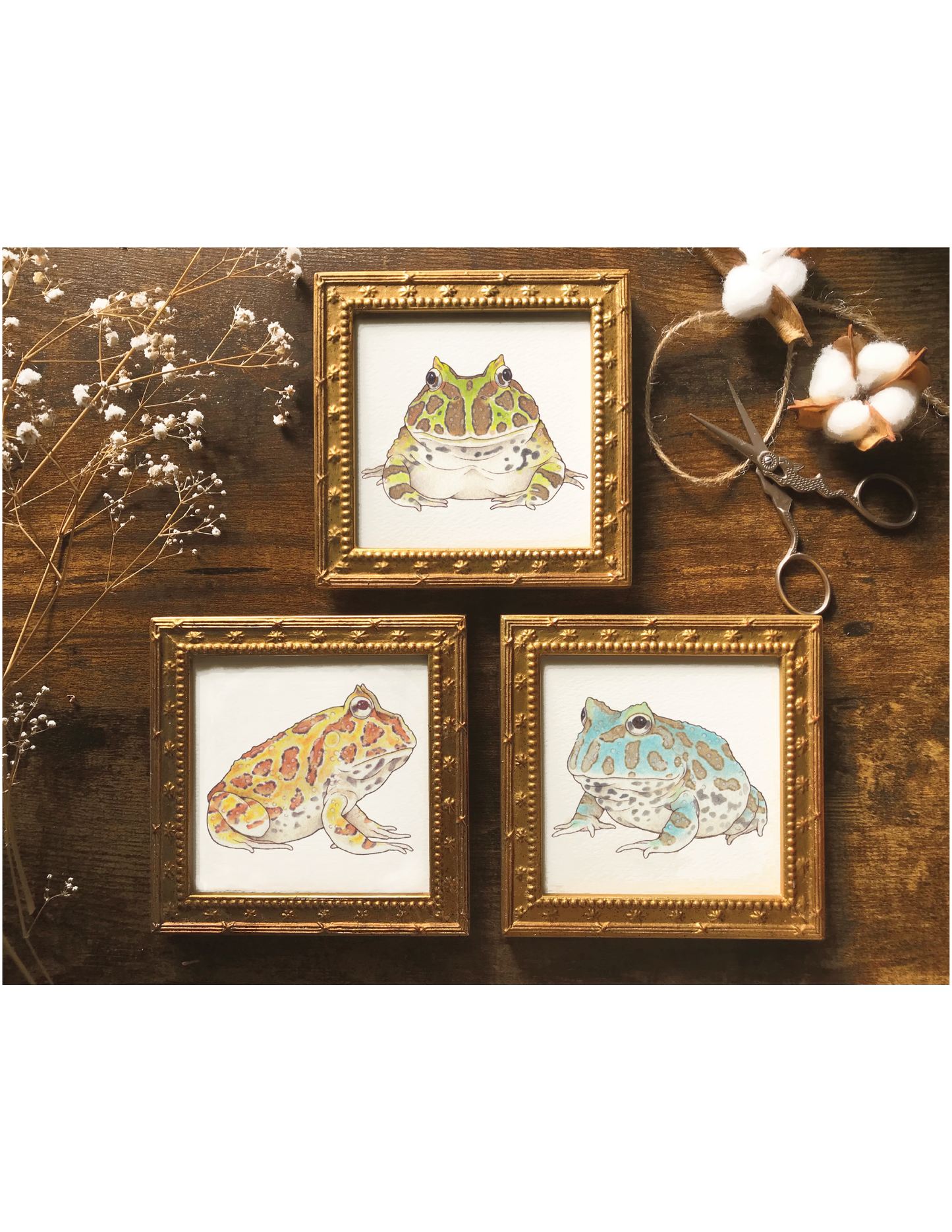 Horned frogs ベルツノガエル3点セット (額装付)