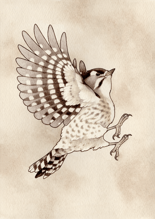 Japanese Pygmy Woodpecker ”コゲラ”