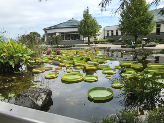 蓮と睡蓮の園