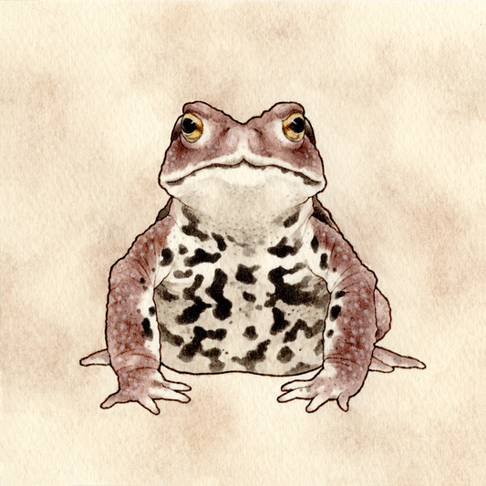 Frogs at Biwako Base "小さな水族館 びわこベースの仲間たち"