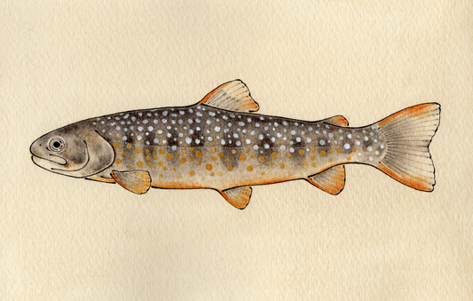 Japanese trout "日本の川魚たち"