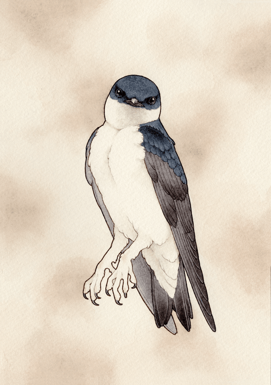 Asian house martin "イワツバメ"