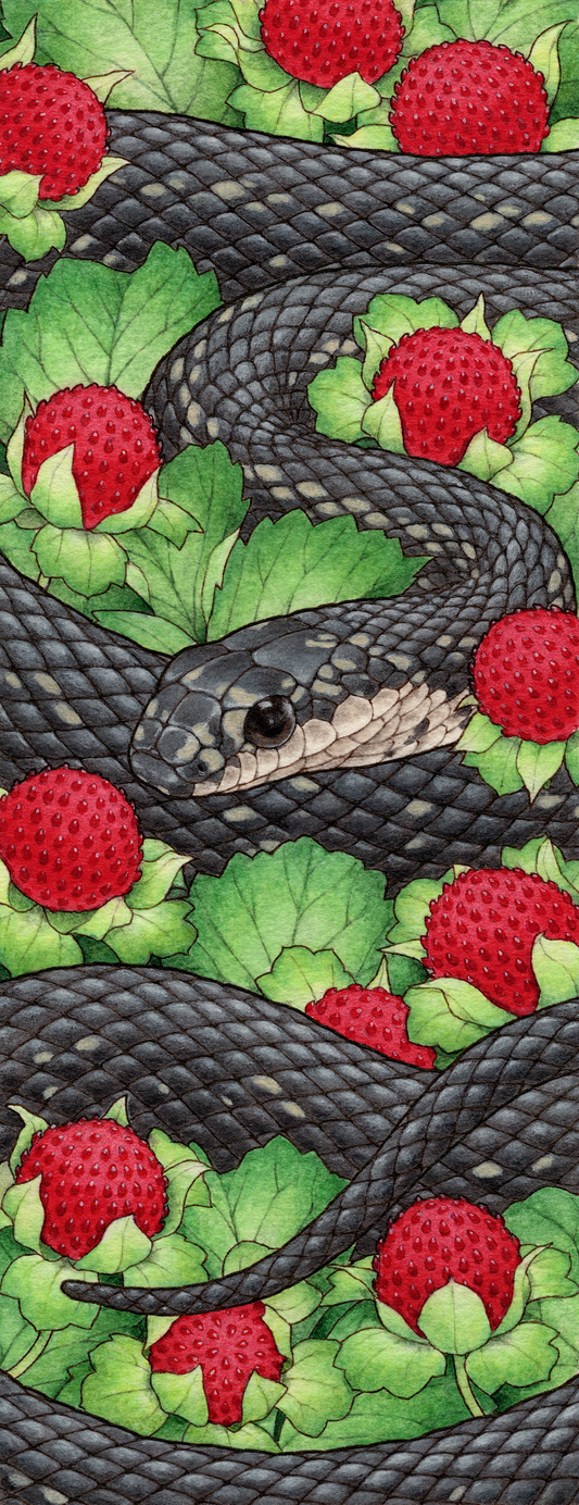 the black Japanese striped snake and mock strawberry"黒化型シマヘビとヤブイチゴ"