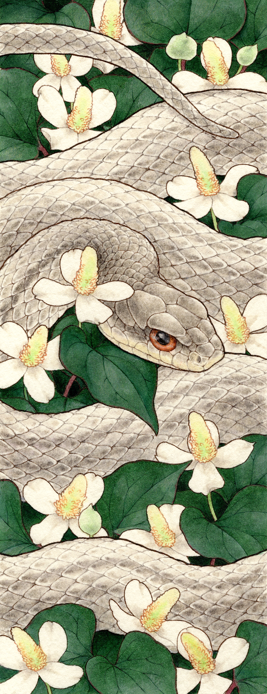 White Jpanese striped snake and chameleon plant”白シマヘビとドクダミ”